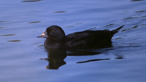 Common Scoter