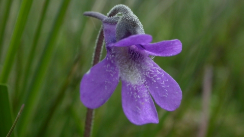 Common Butterwort