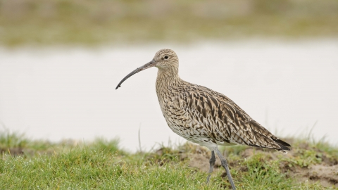 Curlew