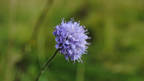 Devil's-bit Scabious