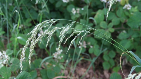 False Oat-grass