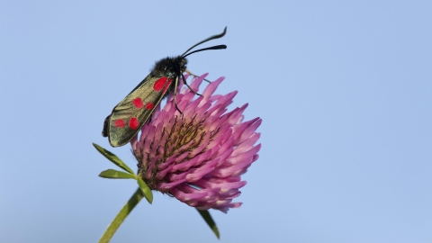 Six-spot Burnet moth