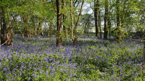 Gamlingay wood - Bob Parker