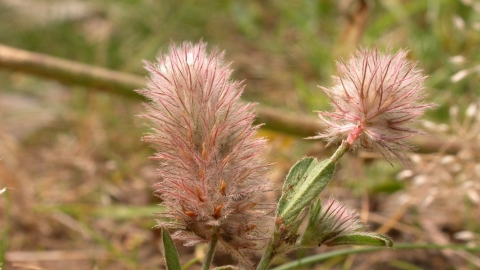 Hare's-foot Clover