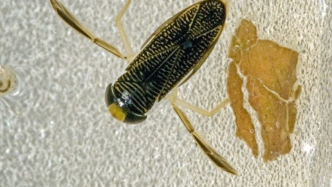 Lesser Water Boatman