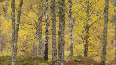 Silver Birch