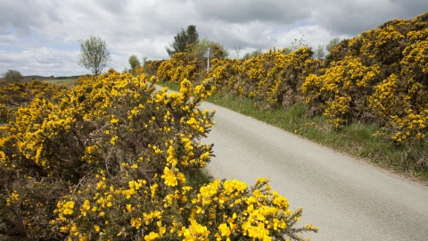 Gorse