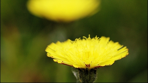 Mouse-ear Hawkweed