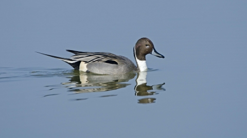 Pintail
