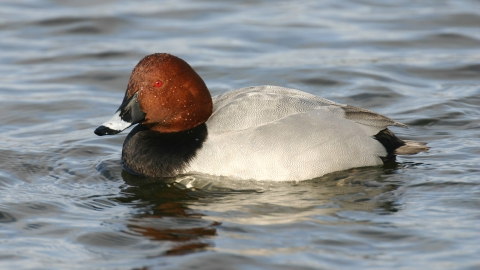Pochard