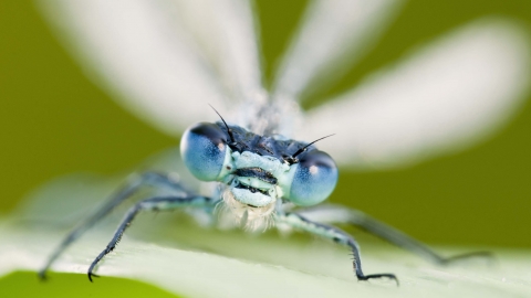 Common Blue Damselfly