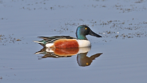 Shoveler