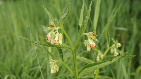 Common Comfrey