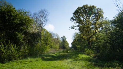 Brampton Wood - Sarah Lambert