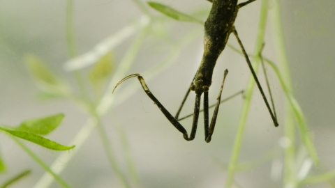 Water Stick Insect