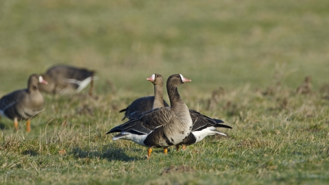 White-fronted Goose