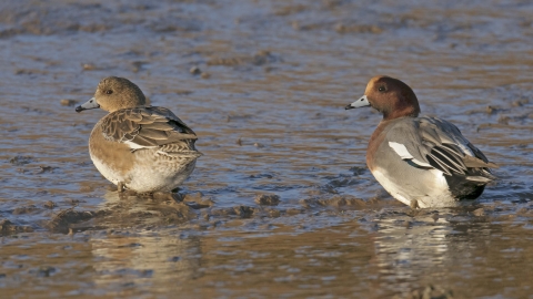 Wigeon