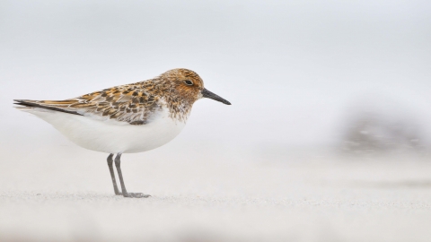 Sanderling