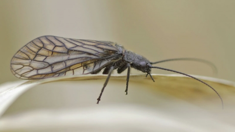 Alder Fly