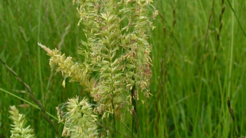 Crested Dog's-tail