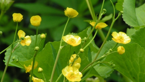 Lesser Spearwort