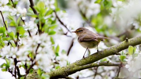 Chiffchaff at Dog House Grove - Richard Nicoll