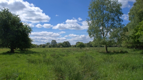 Flitwick Moor