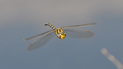 Hawker dragonfly - Janet Packham Photography