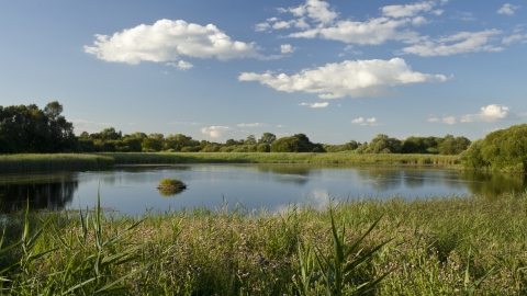 Lowland fen  The Wildlife Trusts