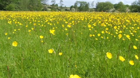 Barford Wood and Meadows. credit Wildlife Trust