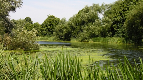 Barnes Meadow credit. Henry Stanier