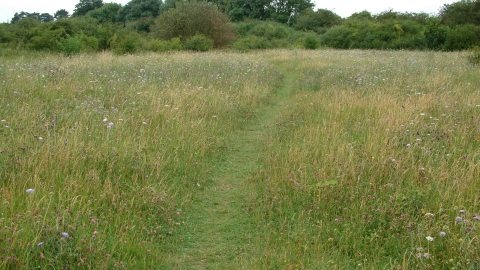 Bradlaugh Fields credit. Nathalie Hueber