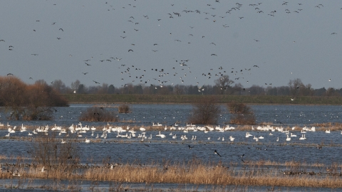 Wildfowl at Ouse Washes NR - Bob Parker