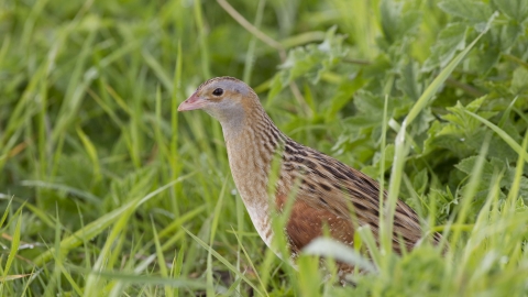 Corncrake