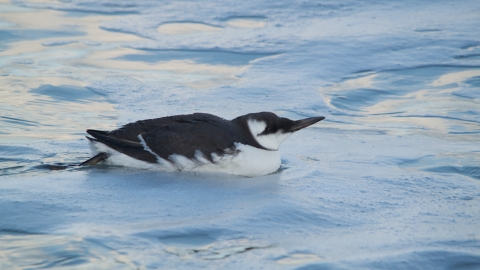 Guillemot (winter-plumage)