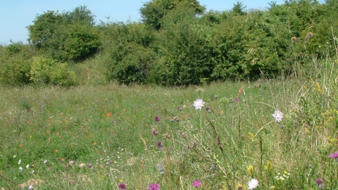 Barton Gravel Pit