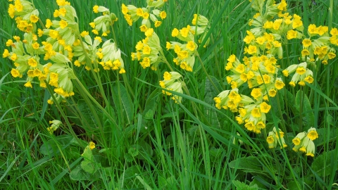 Chettisham Meadow