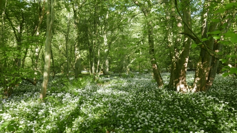 Wild garlic at Old Sulehay Forest