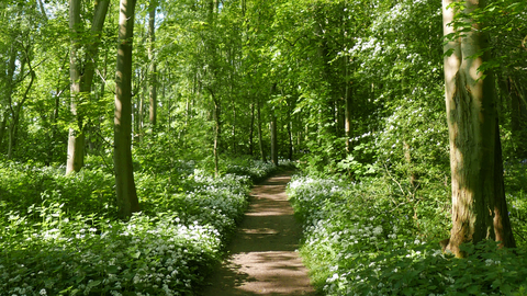 Wild garlic growing in Old Sulehay Forest