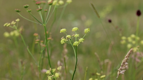 Pepper Saxifrage