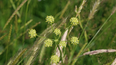 Pepper Saxifrage