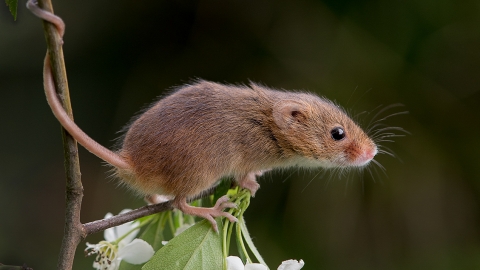 A harvest mouse on hawthorn with its tail curled around the stem