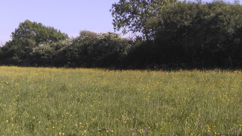 Soham Meadow