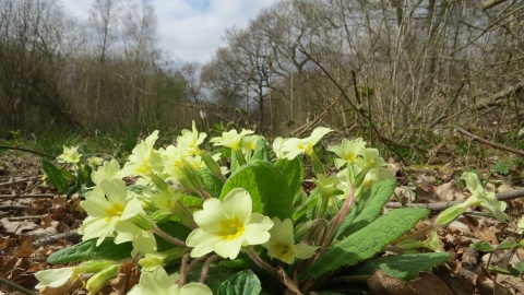 Primroses at Stoke Wood End Quarter 