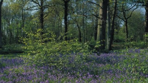 Thorpe Wood credit. Peter Wakely / English Nature