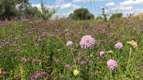 Trumpington Meadows