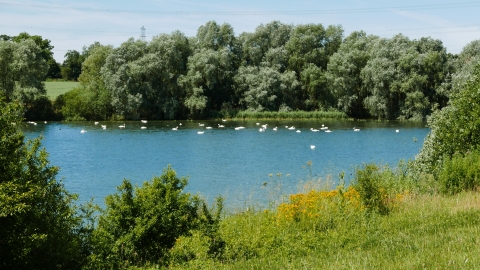 Swans at Grafham Water 