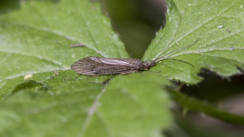 Caddisfly