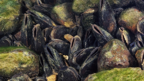 Freshwater pearl mussel