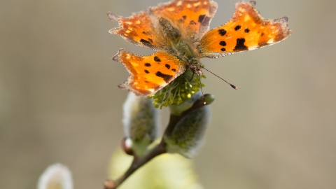 Comma butterfly - Holme Fen